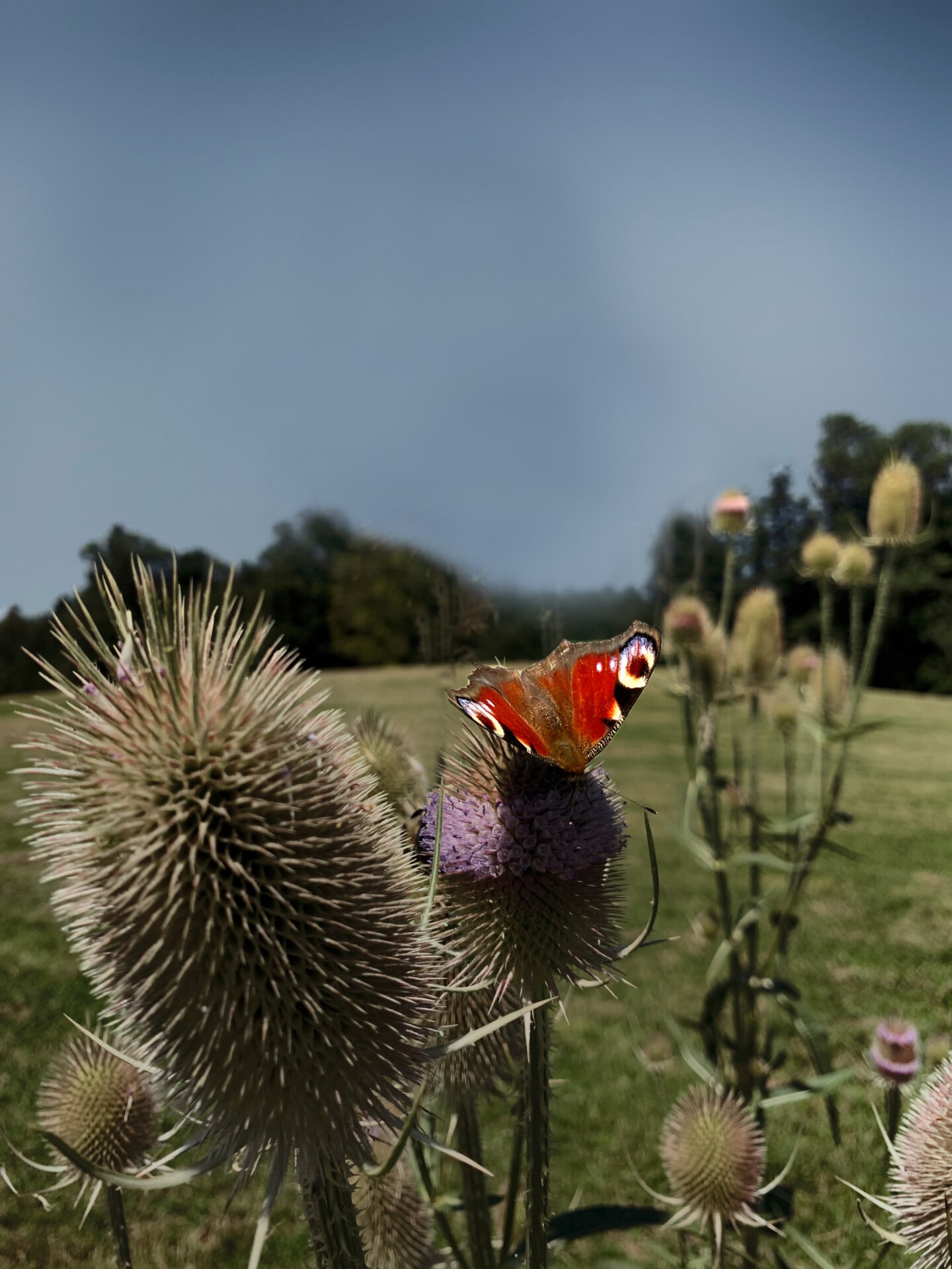 Natur Pflanzen Schmetterling auf Wilder Karde